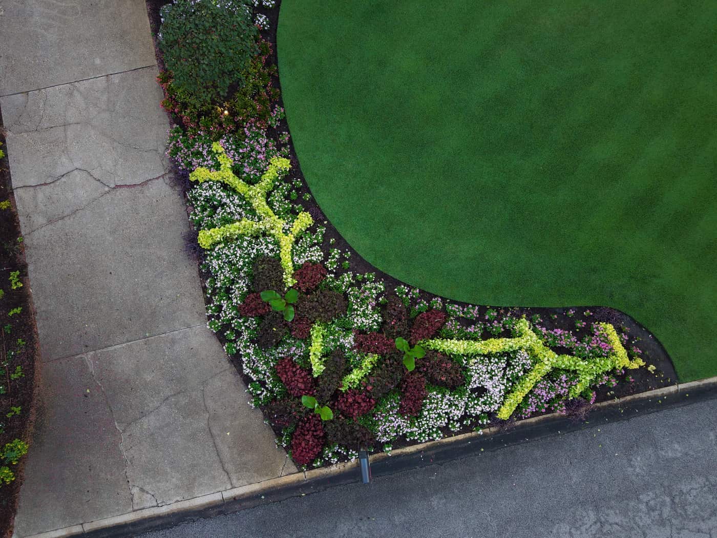 Close overhead of the seasonal color bed where chartreuse coleus meets the striped turf