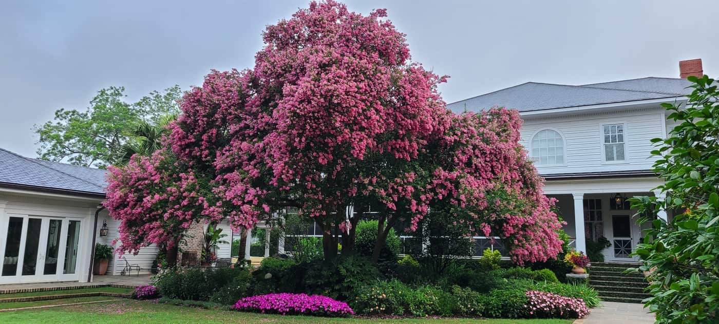 Coit Street Lawn and Garden Maintenance in Downtown Florence, photo 4