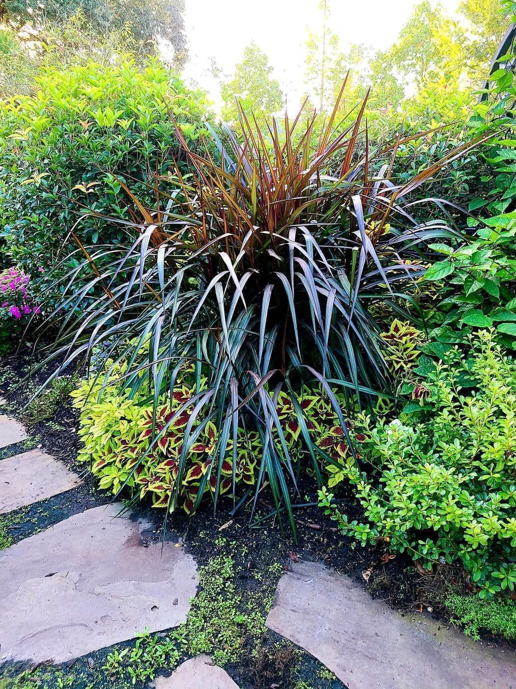 Coit Street Lawn and Garden Maintenance in Downtown Florence, photo 5