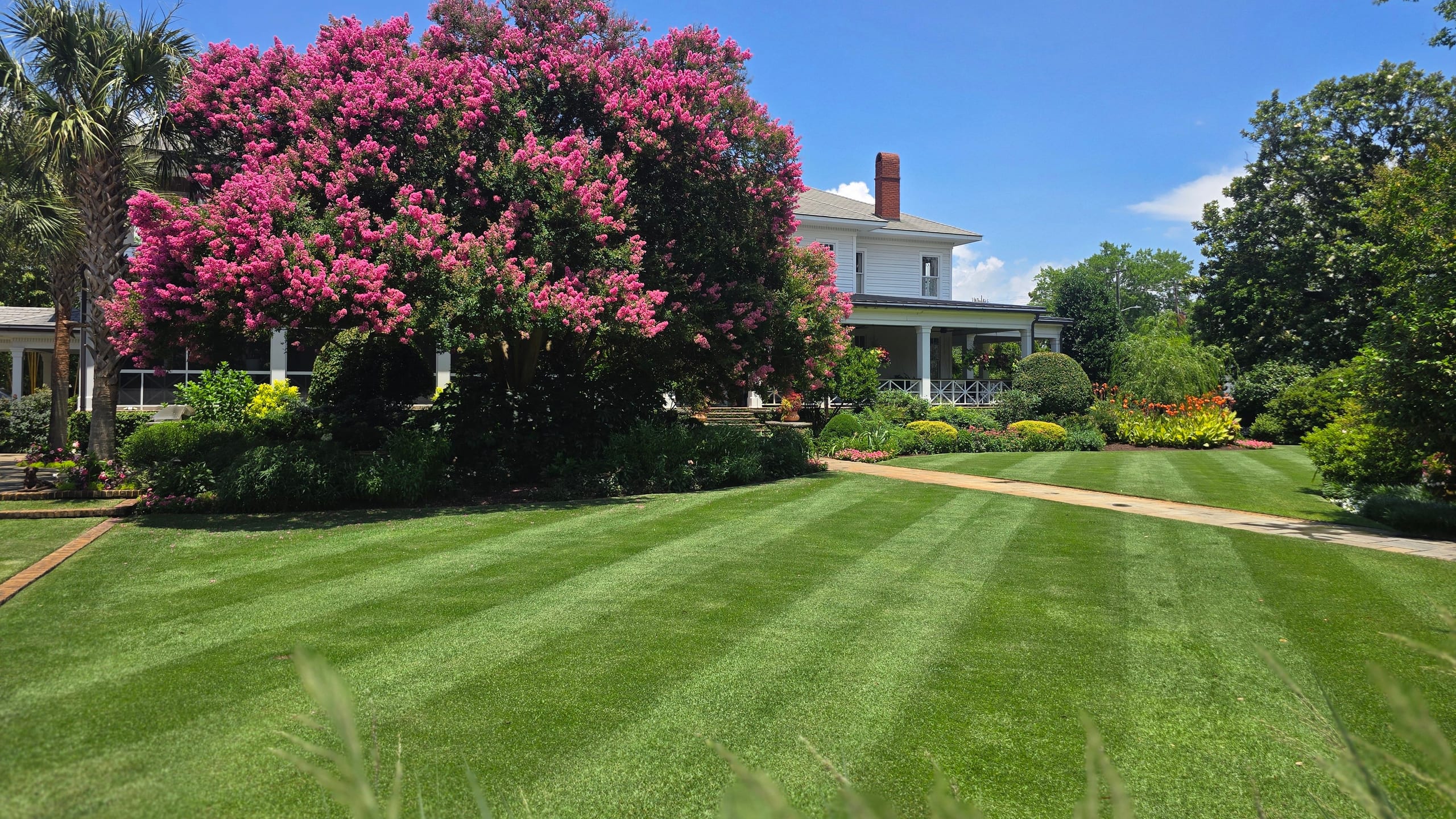 A healthy striped lawn with planting beds and a crepe myrtle