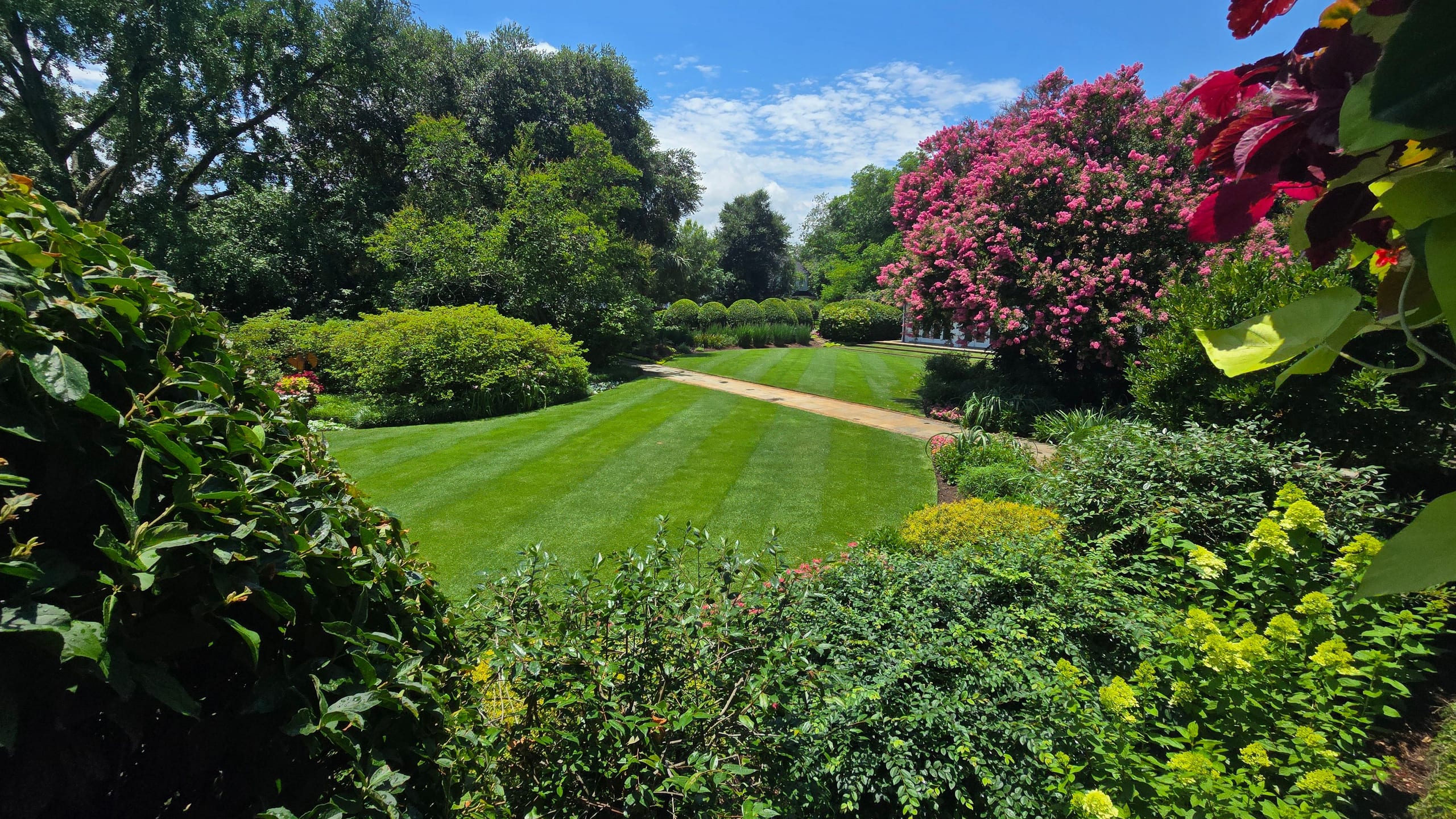 A striped lawn framed by trees, shrubs, and a crepe myrtle