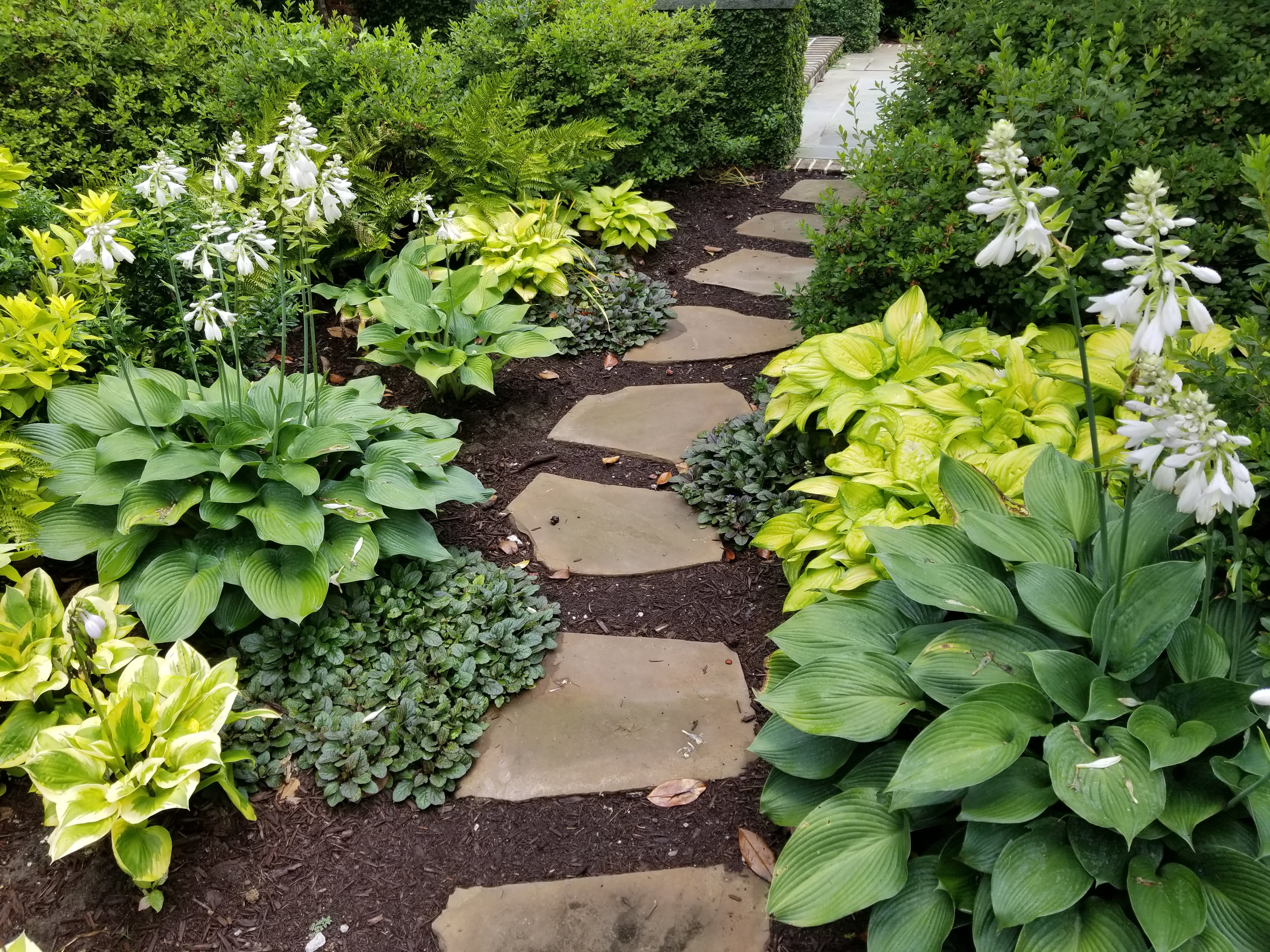 A garden path through trees and planting beds after the landscape is in
